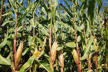 Image showing Growing plants in a corn field