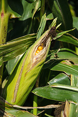 Image showing Almost ripe corn ear