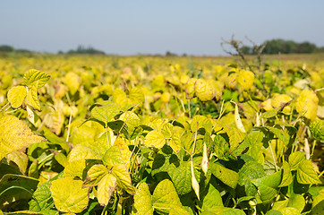 Image showing Growing brown beans