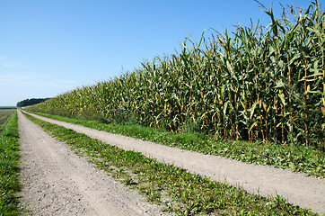 Image showing Corn field by a country road