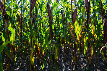 Image showing Deep in a backlit corn field