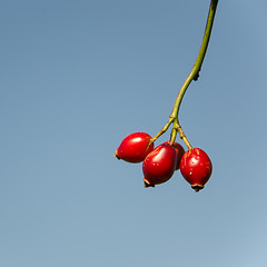 Image showing Ripe rosehips at a twig