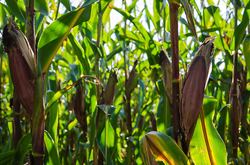 Image showing Ripe maize ears in a corn field