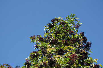 Image showing Growing elderberries in top of a bush