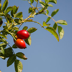 Image showing Rosehips at a branch