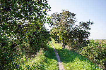 Image showing Narrow footpath surrounded of elderberries