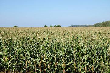 Image showing Corn field view