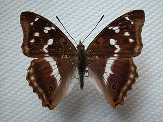 Image showing butterfly