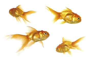 Image showing Goldfish