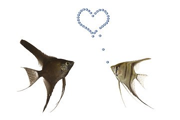 Image showing Fish in love