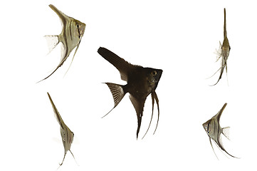 Image showing Scalar fish on white background.