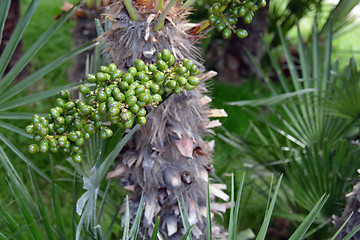 Image showing Date palm fruit