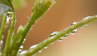 Image showing water on plant