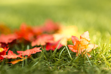 Image showing autumn leaves