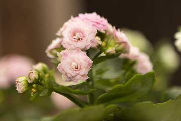 Image showing flowers