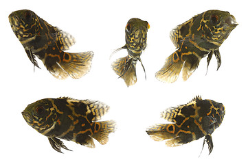 Image showing Tiger oscar fish