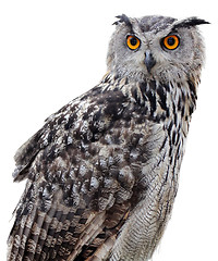 Image showing Indian Eagle-Owl