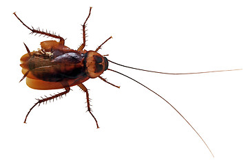 Image showing Cockroach