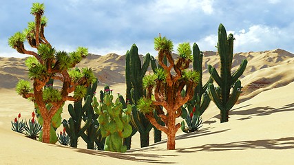 Image showing Joshua trees