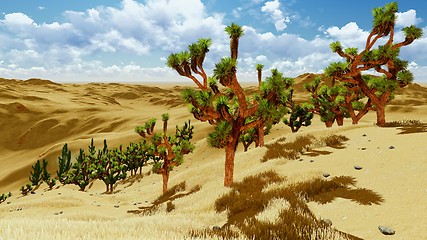 Image showing Joshua trees