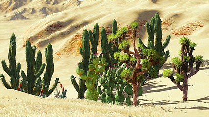 Image showing Joshua trees