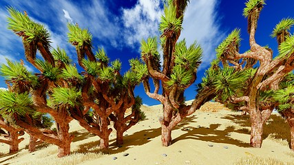 Image showing Joshua trees