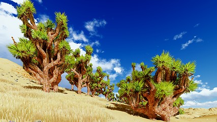 Image showing Joshua trees