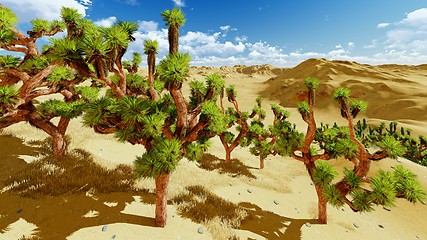 Image showing Joshua trees