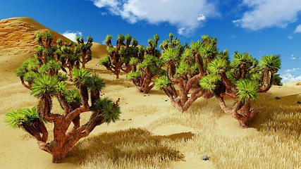 Image showing Joshua trees