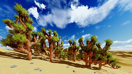 Image showing Joshua trees