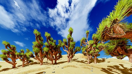 Image showing Joshua trees