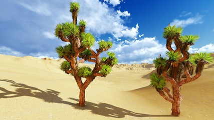 Image showing Joshua trees