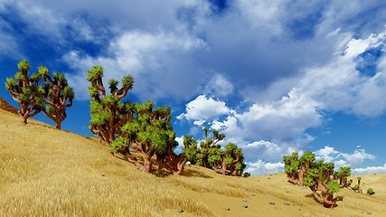 Image showing Joshua trees