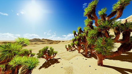 Image showing Joshua trees