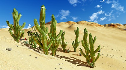 Image showing Joshua trees