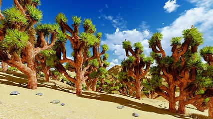 Image showing Joshua trees