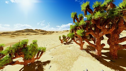 Image showing Joshua trees