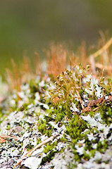 Image showing Lichen and moss