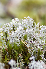 Image showing Lichen and moss