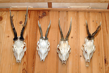 Image showing hunting trophies