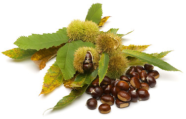 Image showing chestnuts