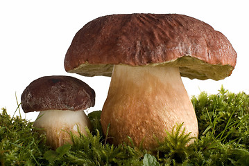 Image showing mushroom