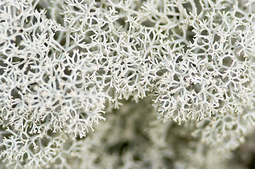 Image showing Lichen