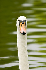 Image showing Swan