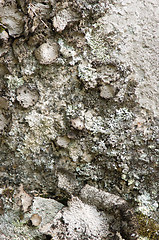 Image showing Lichen