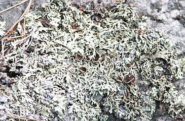 Image showing Lichen