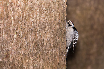 Image showing Woodpecker