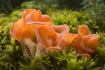 Image showing mushroom