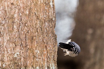 Image showing Woodpecker