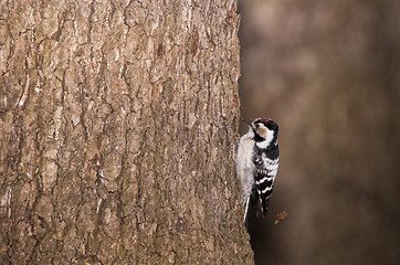 Image showing Woodpecker